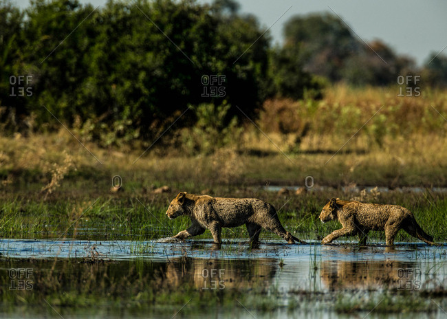 Two female lions, Panthera leo, walking in the wetlands of Botswana's Okavango Delta.