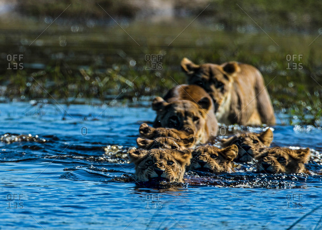 A pride of lions, Panthera leo, crossing a river in Botswana's Okavango Delta.