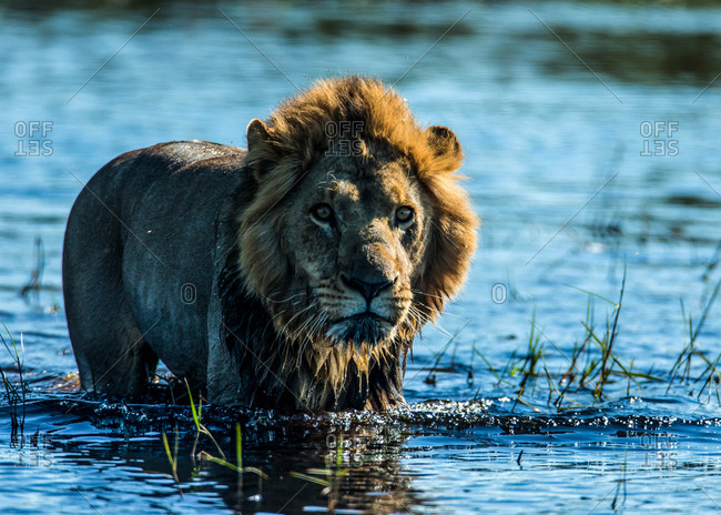 A lion, Panthera leo, standing in water in Botswana's Okavango Delta.