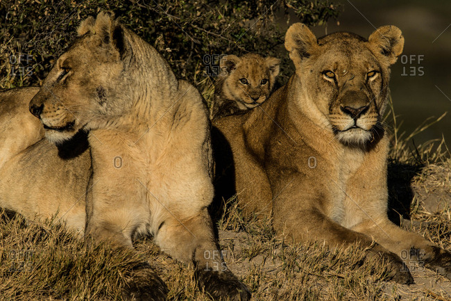 Two female lions, Panthera leo, and a cub resting in Botswana's Okavango Delta.