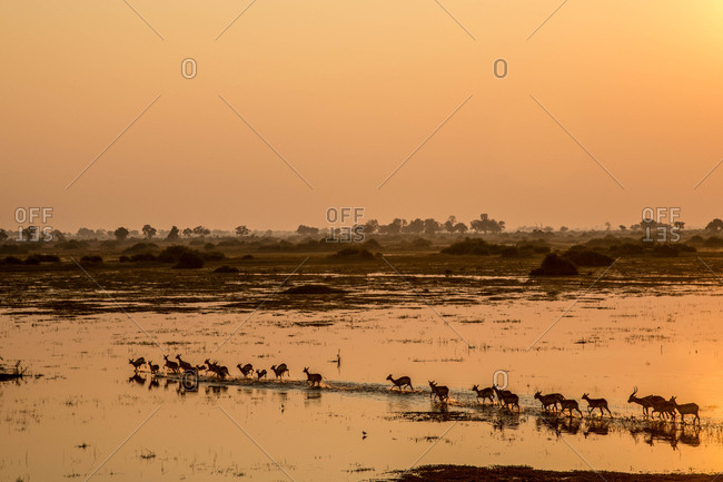 A herd of antelope running on a flooded plain in Botswana\'s Okavango Delta.