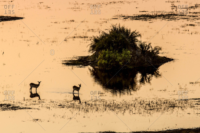 Antelope standing on a flooded plain in Botswana's Okavango Delta.