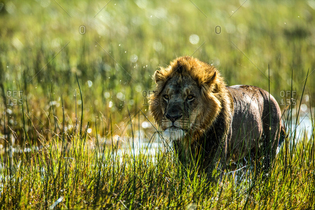 A lion, Panthera Leo, standing in a marshy wetland in Botswana's Okavango Delta.