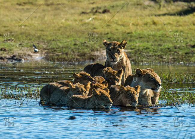A pride of lions, Panthera Leo, crossing a river in Botswana's Okavango Delta.