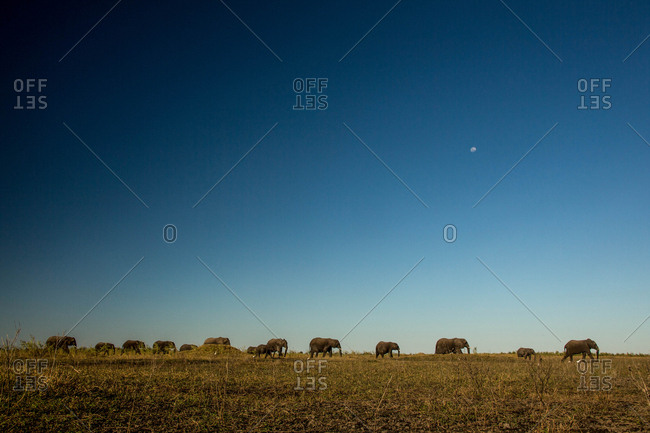 A herd of African elephants, Loxodonta africana, walking across a field in Botswana's Okavango Delta.
