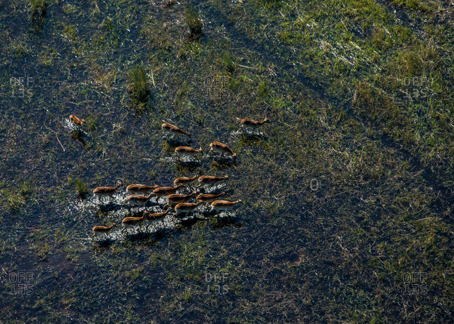 An aerial view of a group of antelope walking in a marshy wetland.