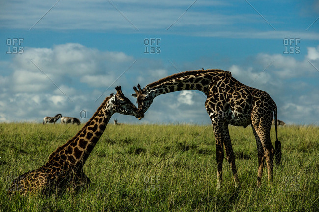 Two giraffes nuzzling each other in Kenya's Masai Mara National Reserve.