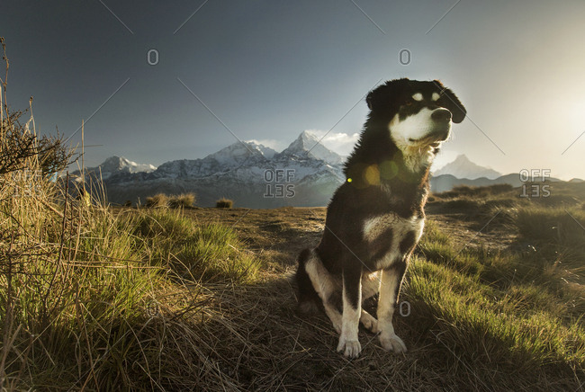 A dog sits still, staring off into the distance, with the peaks of Annapurna and Machapuchare in the distance.