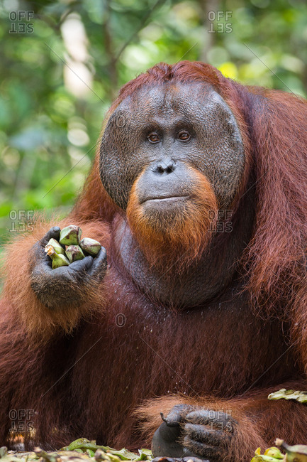 A wild, dominant male Bornean orangutan, Pongo pygmaeus, with bananas from a supplemental feeding by park rangers, in Tanjung Puting National Park.