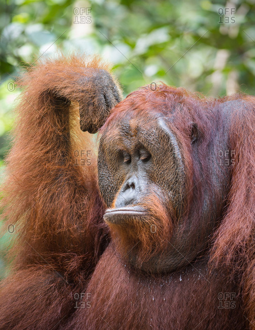 A wild, dominant male Bornean orangutan, Pongo pygmaeus, in Tanjung Puting National Park.