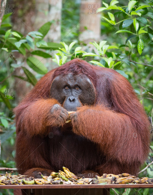 A wild, dominant male Bornean orangutan, Pongo pygmaeus, eating bananas from a supplemental feeding by park rangers, in Tanjung Puting National Park.