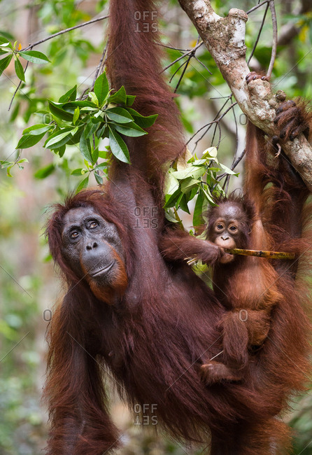 A wild, female Bornean orangutan with young, Pongo pygmaeus, eating in Tanjung Puting National Park.