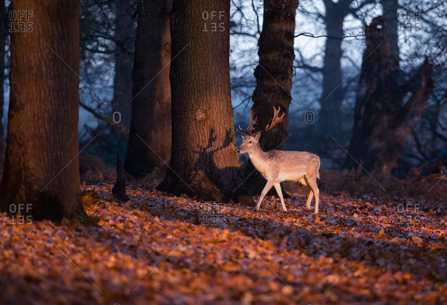 A fallow deer stag, Dama dama, walks through a dappled forest at sunrise.