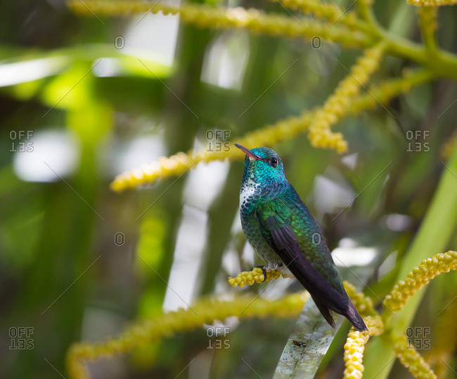 A glittering-throated emerald hummingbird, Amazilia fimbriata, in the Atlantic rainforest.