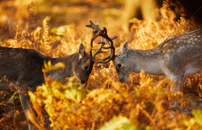 Two fallow deer stags, Dama dama, lock antlers in Richmond Park at dawn.