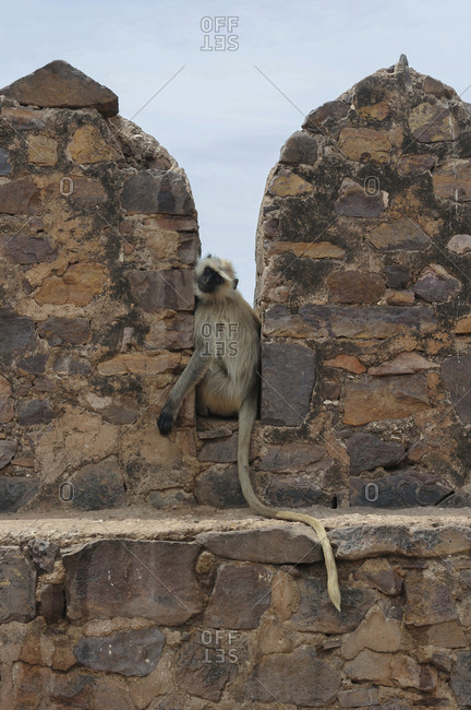 Common langur, Semnopithecus entellus, at Ranthambhore Fort.