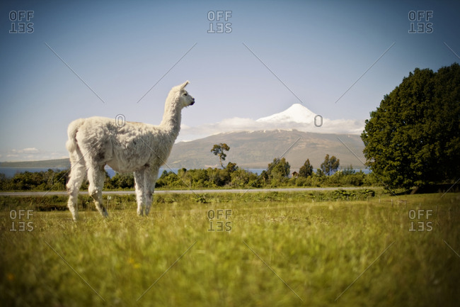 Llama standing in a scenic field