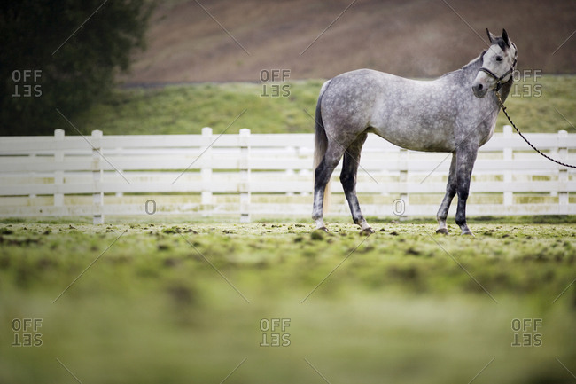 dapple grey horse stock photos - OFFSET
