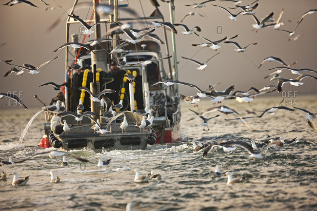 Flock of seagulls following a fishing boat