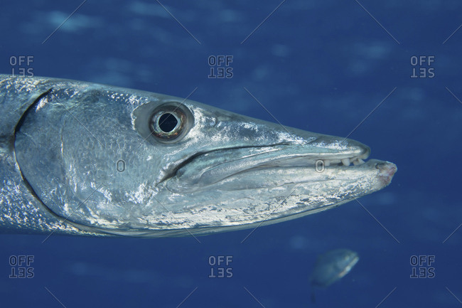 Close-up of Great barracuda - Offset