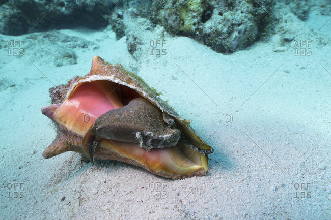 Mollusk exposed in shell - Offset