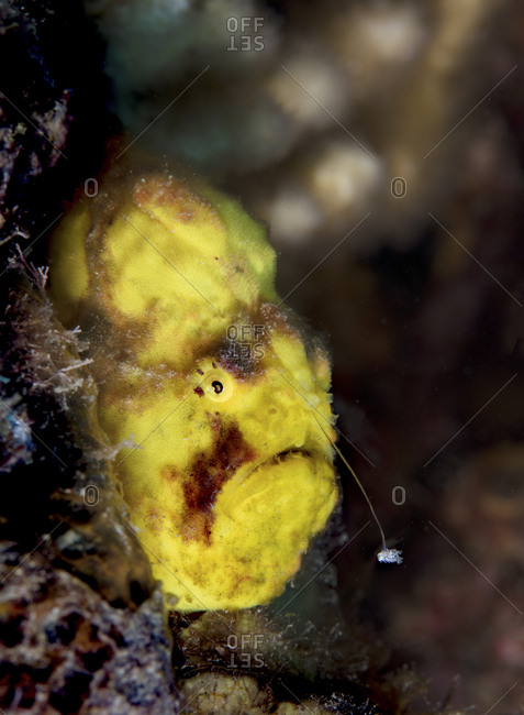 Close-up of longlure frogfish - Offset