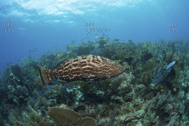 Large grouper in middle of coral reef scene
