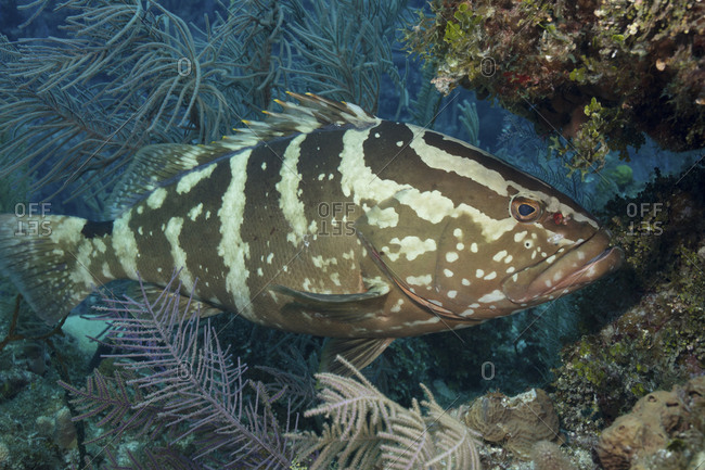 Nassau grouper in the Cayman Islands