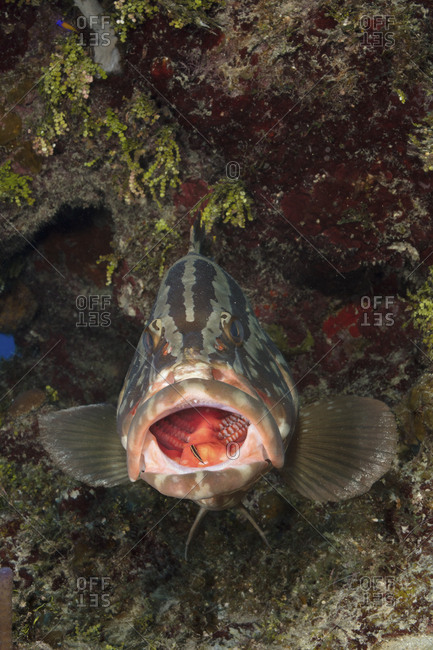 Nassau grouper in the Cayman Islands  A juvenile carnivorous wrasse enters the larger fish's mouth to gather bits of debris and detritus from the mouth of the fish