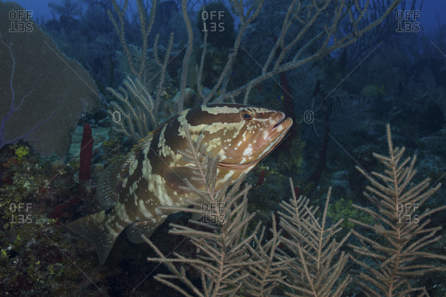 Nassau grouper in Little Cayman
