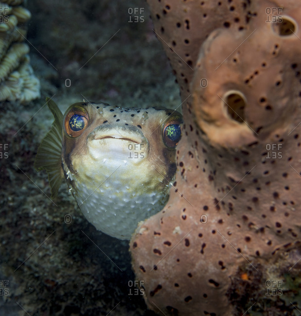 The opaline eyes of a Balloon fish are visible as it peers around a sponge