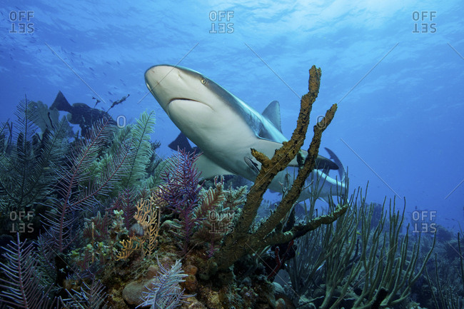 Caribbean reef shark - Offset Collection
