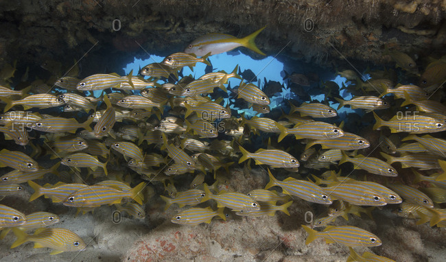 A large school of Smallmouth grunts fills a swim-through at a dive site known as Fire Coral Caves