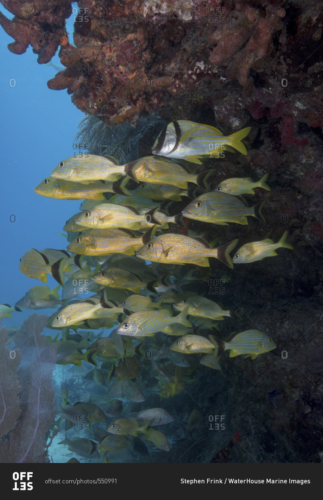 Schooling fish gather near the protection of a ledge on a coral reef in Key Largo