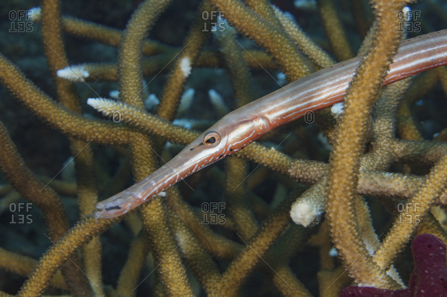 Trumpetfish attempts to hid in Staghorn coral forest
