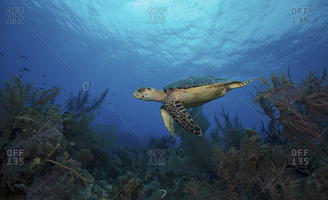 Hawksbill turtle swims across coral reef