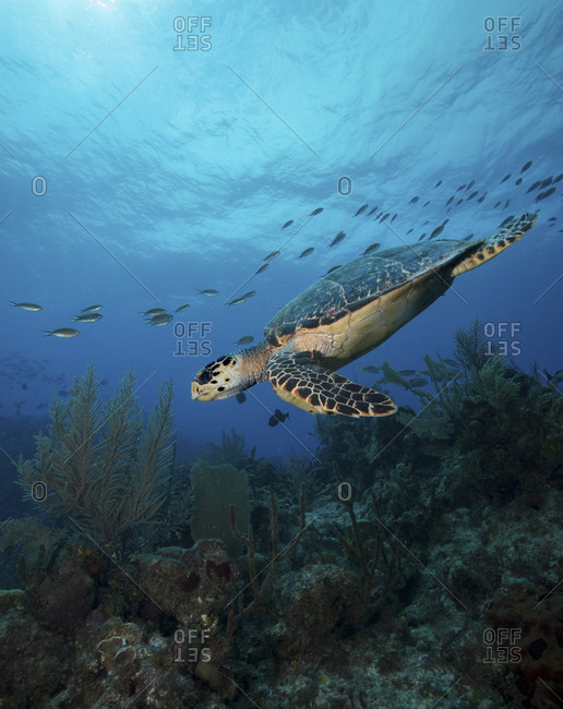 Hawksbill turtle swims across coral reef