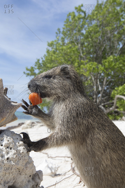 A Desmarest's hutia eats a piece of fruit on a sandy beach in Cuba