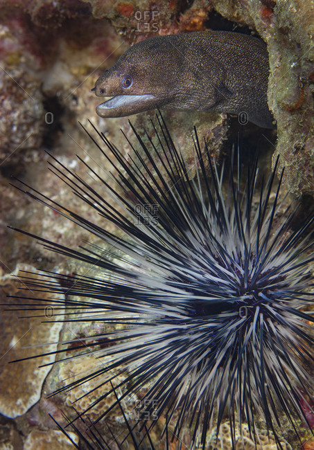 Goldentail moray eel hides behind the protection of a long-spined urchin