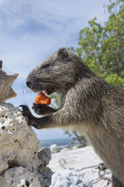 A Desmarest's hutia eats a piece of fruit on a sandy beach in Cuba