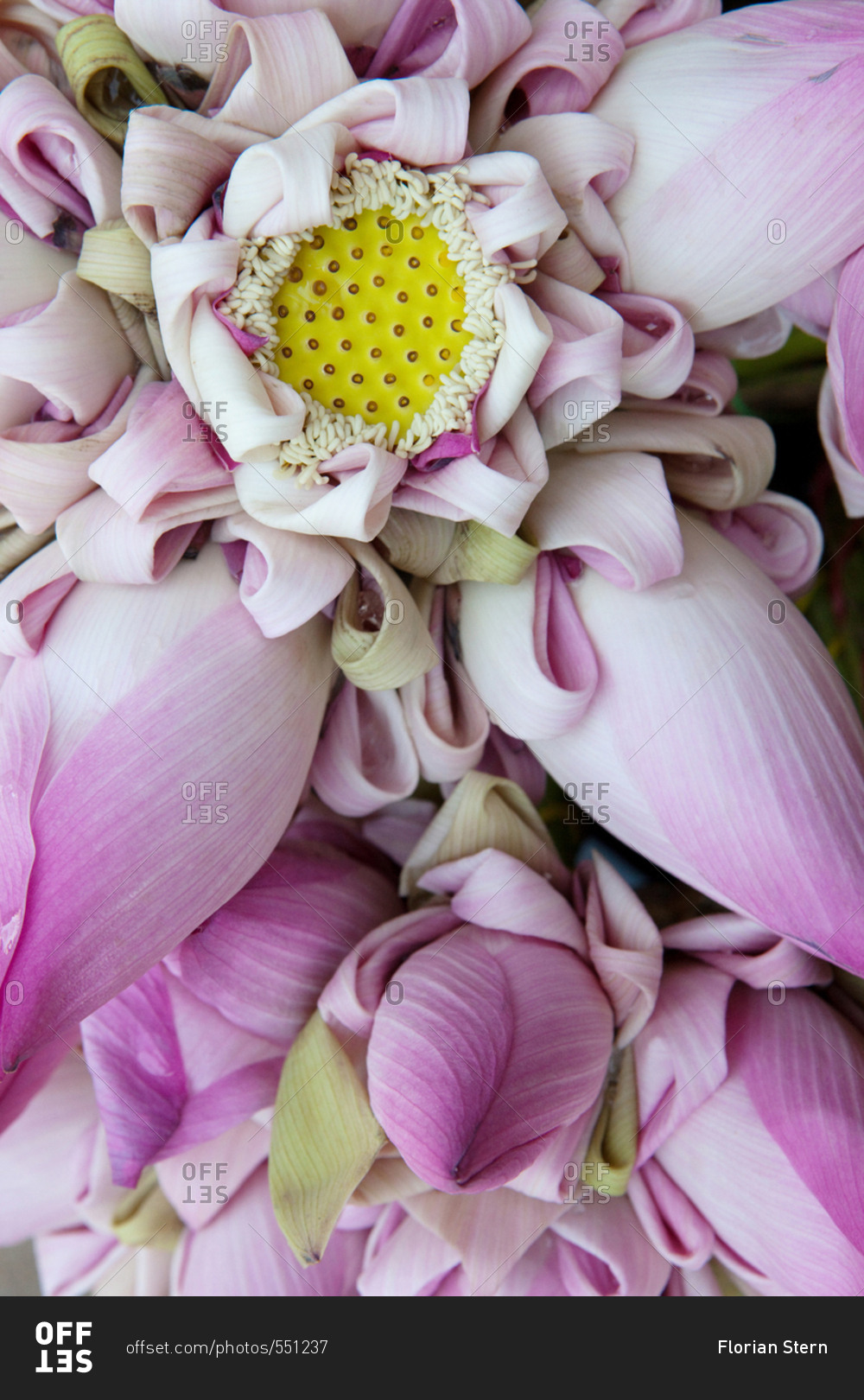 Close up of lotus flowers
