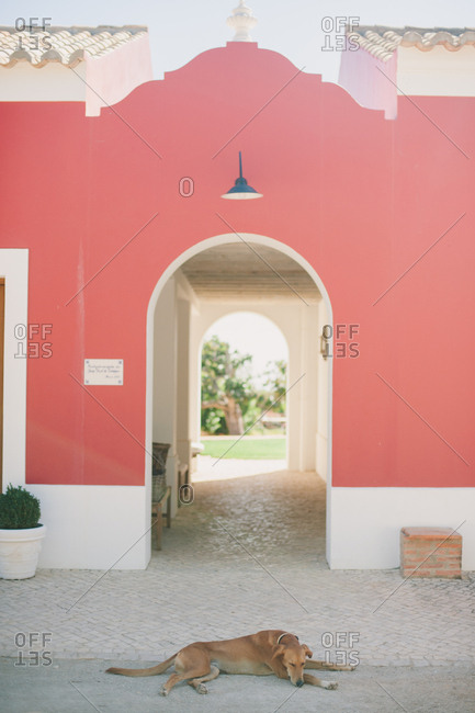 Dog lying on street in front of passage to garden