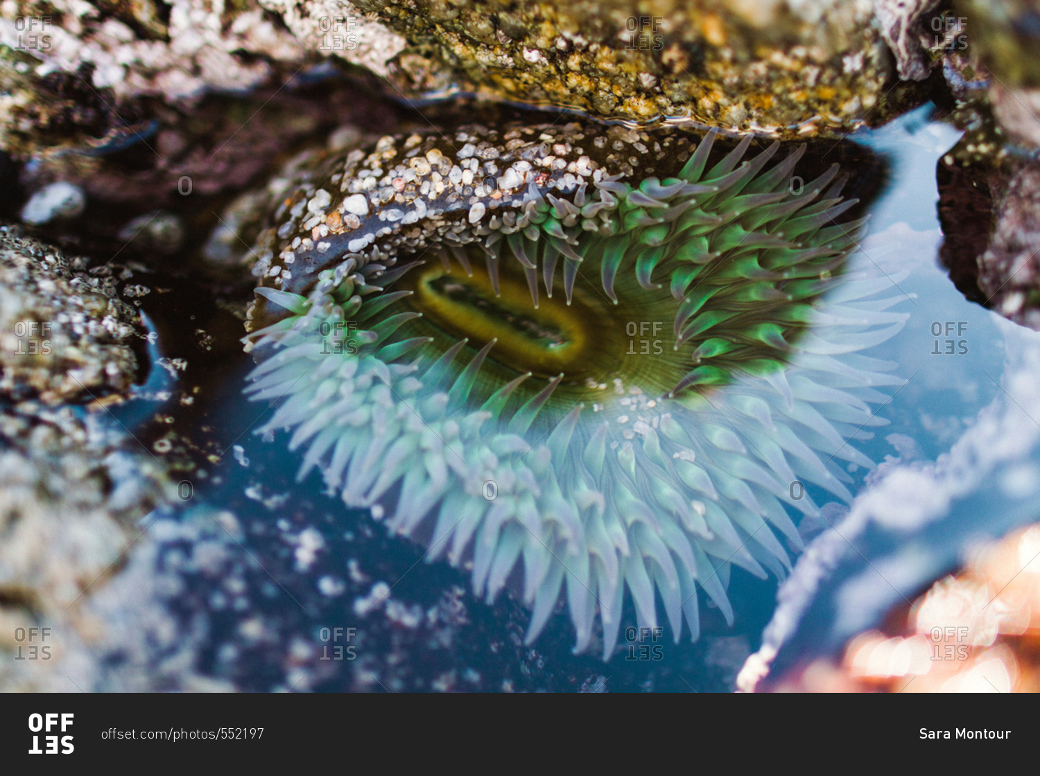 Sea anemone by rocks