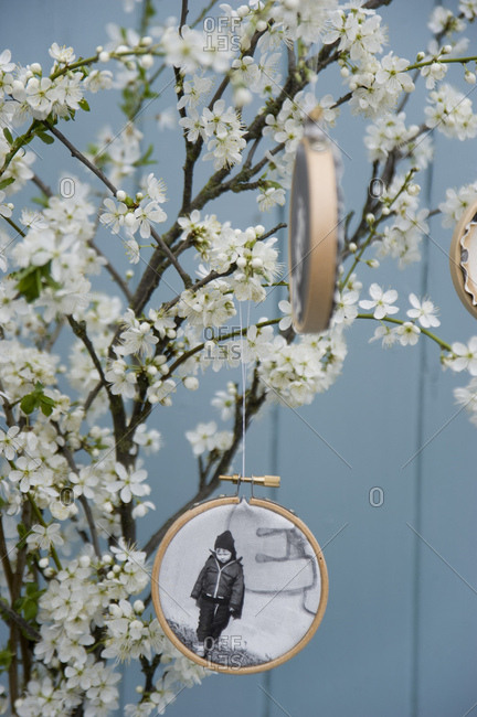 Embroidery frames with photographs printed on canvas hanging at blossoming sloe twigs