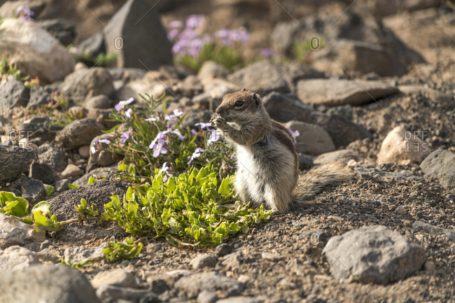 Spain- Canary Islands- Fuerteventura- Jandia Natural Park- Risco del Paso- Barbary ground squirrel