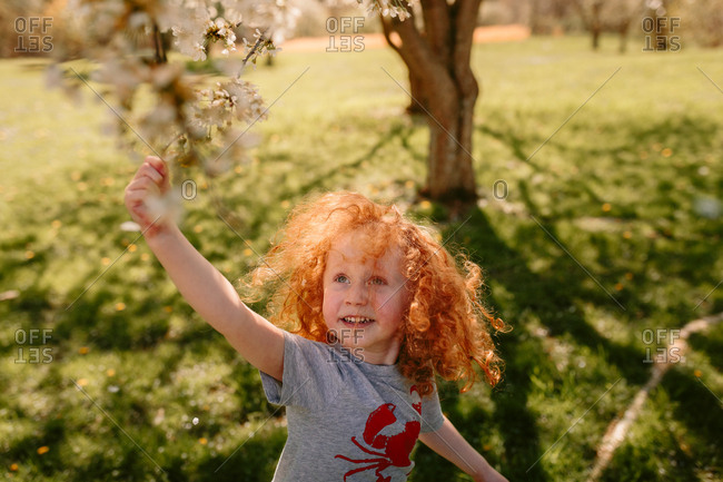 Child touching cherry tree blossoms