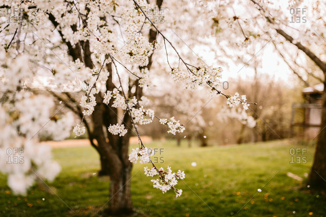 Petals falling from blooming cherry tree