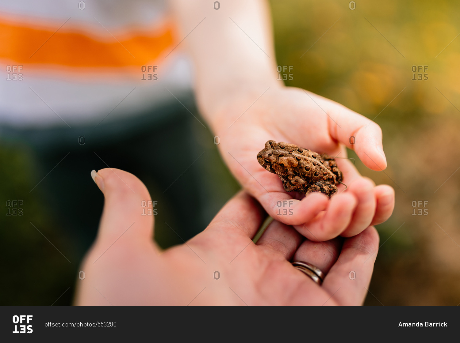 Child holding toad with mother supporting hand