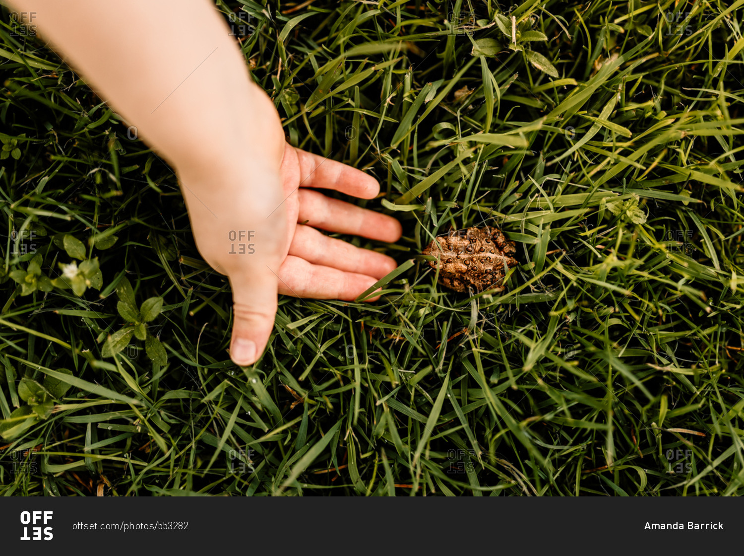 Child waiting for toad to jump into his hand