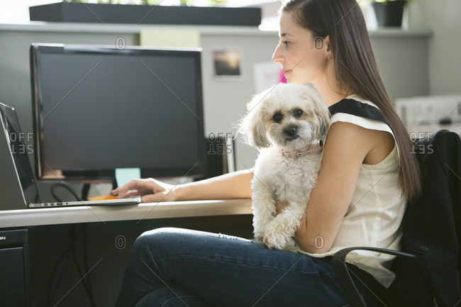 Dog And Office Desk Stock Photos Offset